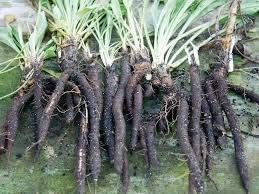 Scorzonera-Scorzobianca