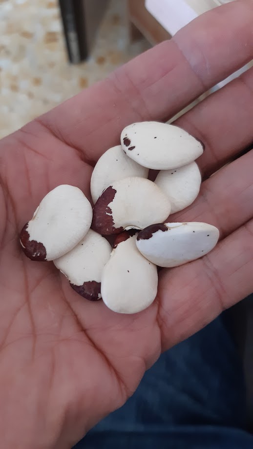 Fagiolo Valensiano Pintado--Lima Bean--