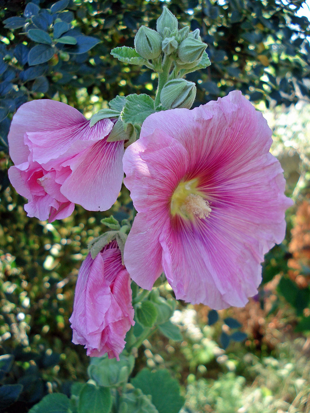 ALCEA ROSA-MALVAROSA-SEMI