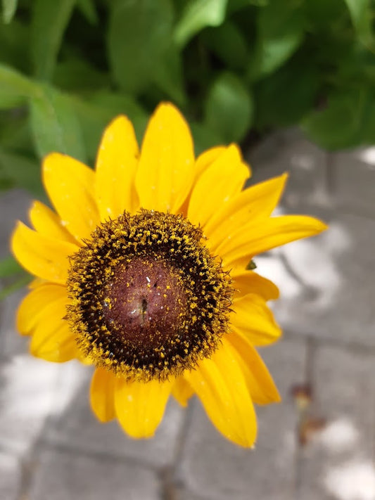 RUDBECKIA HIRTA -VAR. BLACK EYED SUSAN-
