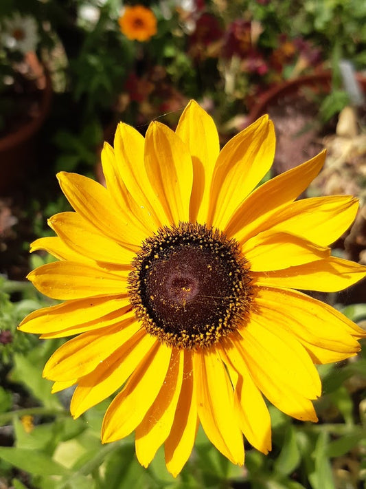 RUDBECKIA HIRTA -VAR. BLACK EYED SUSAN-