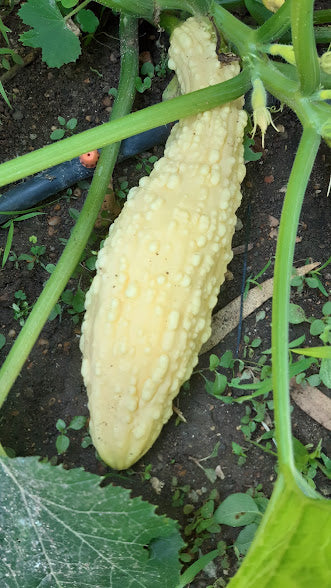 ZUCCHINO NANO RUGOSO FRIULANO