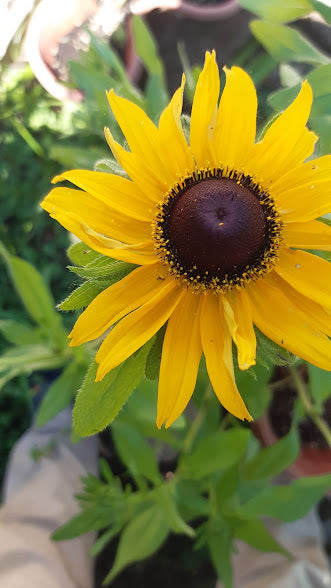 RUDBECKIA HIRTA -VAR. BLACK EYED SUSAN-