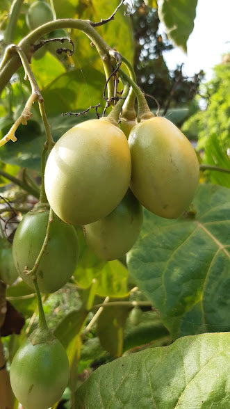 TOMATO DE ARBRE