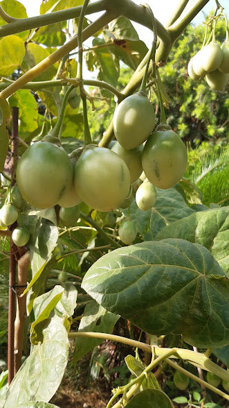 TOMATO DE ARBRE