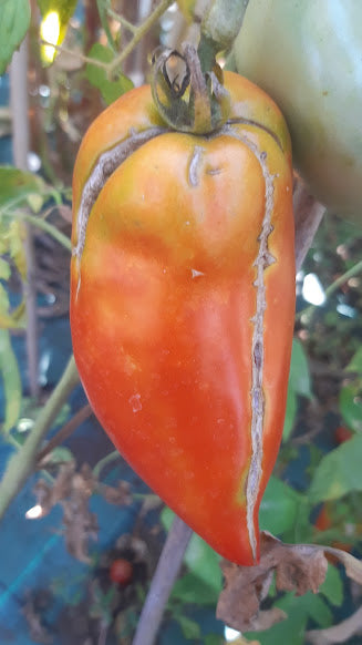 POMODORO CORNO DELLE ANDE