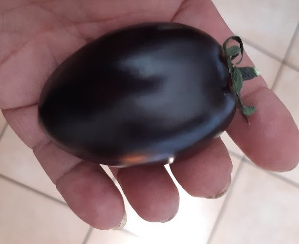 POMODORO BLACK PLUMM