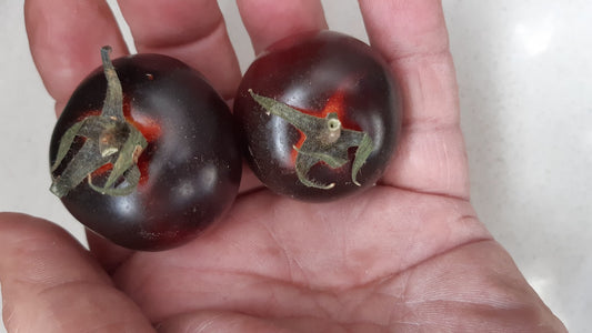 TOMATO BLACK BAYOU