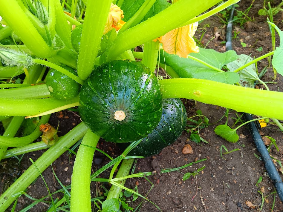 ZUCCA ZAPALLO DE TRONCO