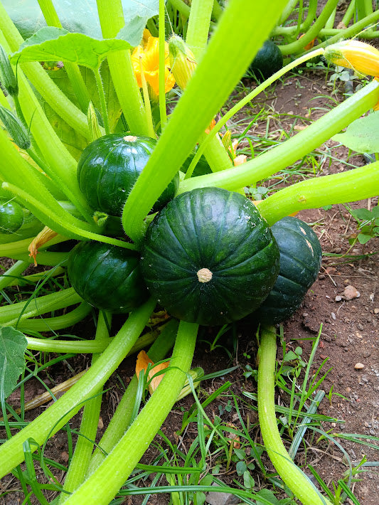 ZUCCA ZAPALLO DE TRONCO