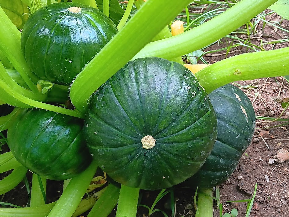 ZUCCA ZAPALLO DE TRONCO