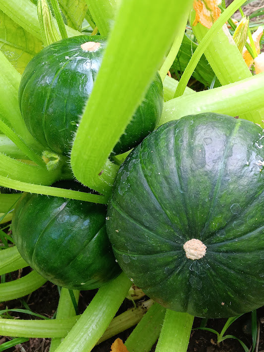 ZUCCA ZAPALLO DE TRONCO