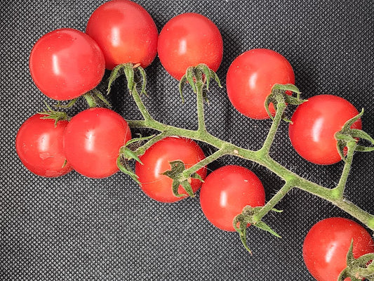 POMODORO CILIEGINO ANTO GWR