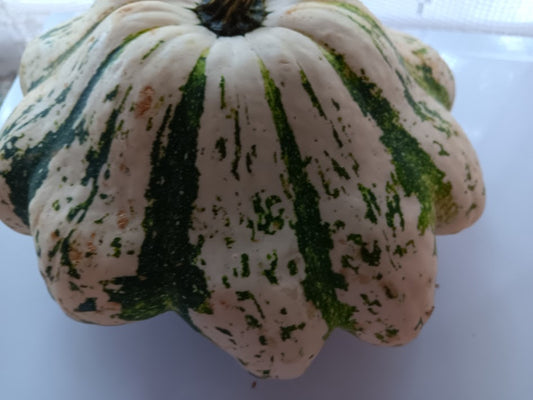 ZUCCA PATISSON BIANCA STRIATA DI VERDE