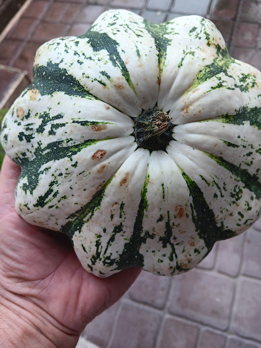 ZUCCA PATISSON BIANCA STRIATA DI VERDE