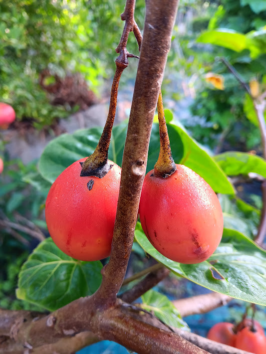TAMARILLO--SOLANUM BETACEUM--