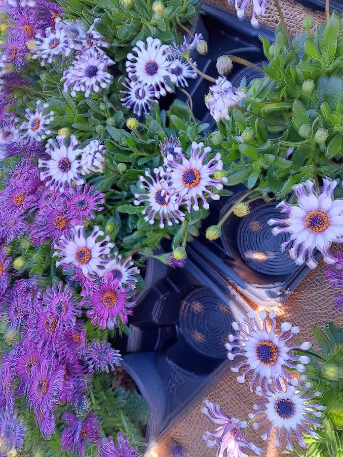 DIMORPHOTECA GLOBOSA VAR. PALLINA