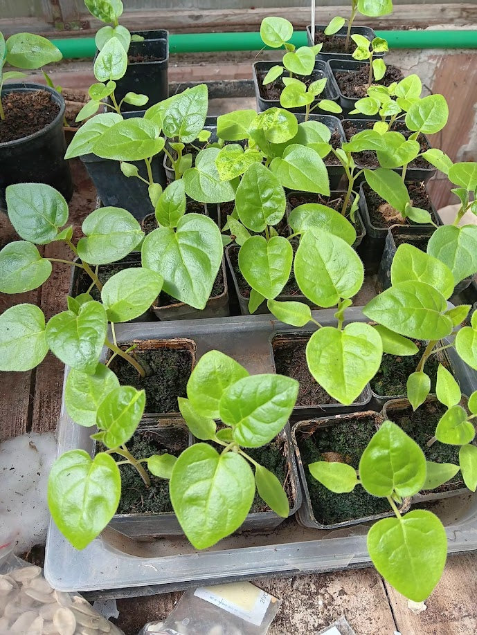 -PIANTA TAMARILLO--SOLANUM BETACEUM-.