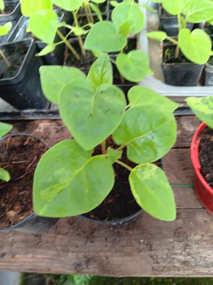 -PIANTA TAMARILLO--SOLANUM BETACEUM-.