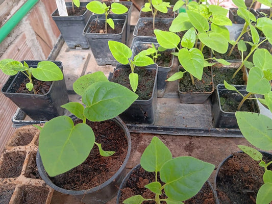 -PIANTA TAMARILLO--SOLANUM BETACEUM-.