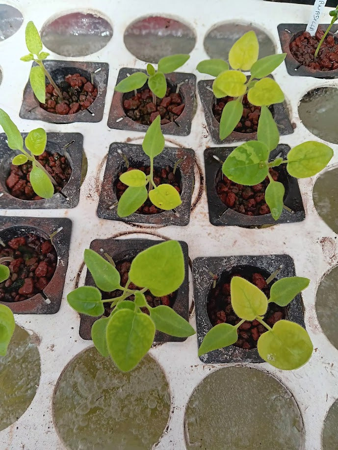 -PIANTA TAMARILLO--SOLANUM BETACEUM-.