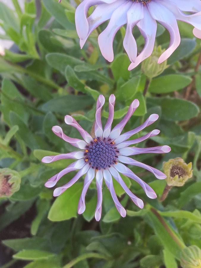 DIMORPHOTECA GLOBOSA VAR. PALLINA
