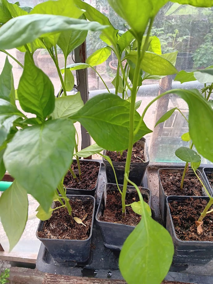 PIANTA AJI AMARILLO