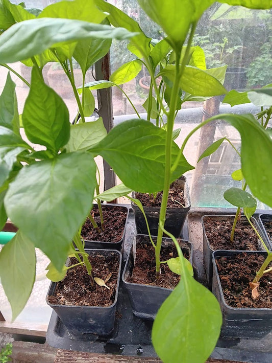 PIANTA AJI AMARILLO