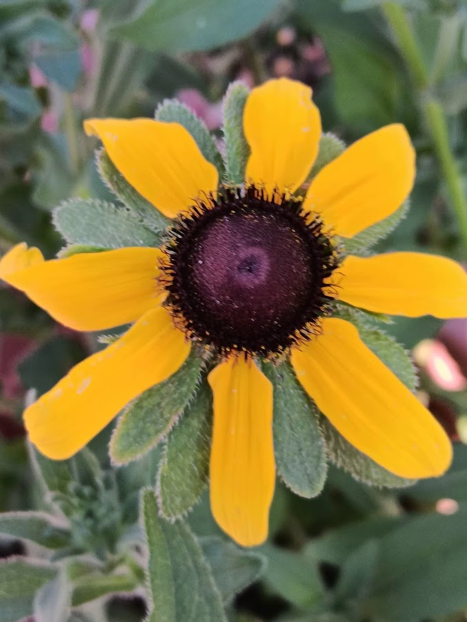 RUDBECKIA HIRTA -VAR. BLACK EYED SUSAN-