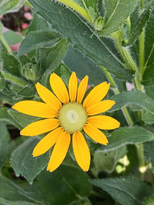 RUDBECKIA HIRTA -VAR. PRAIRIE SUN-