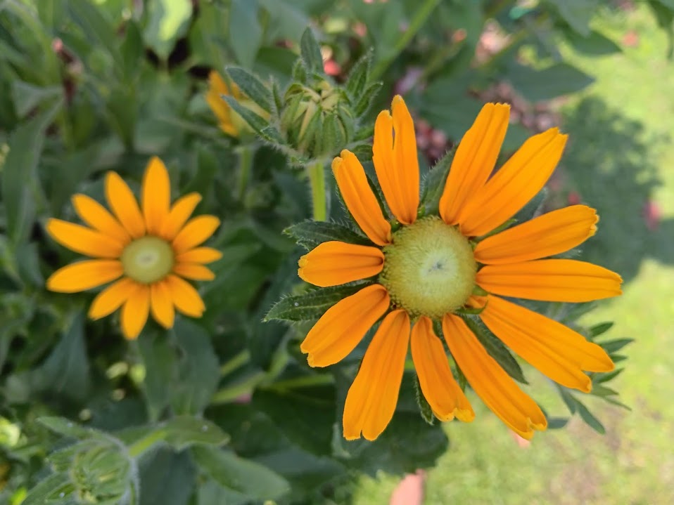 RUDBECKIA HIRTA -VAR. PRAIRIE SUN-