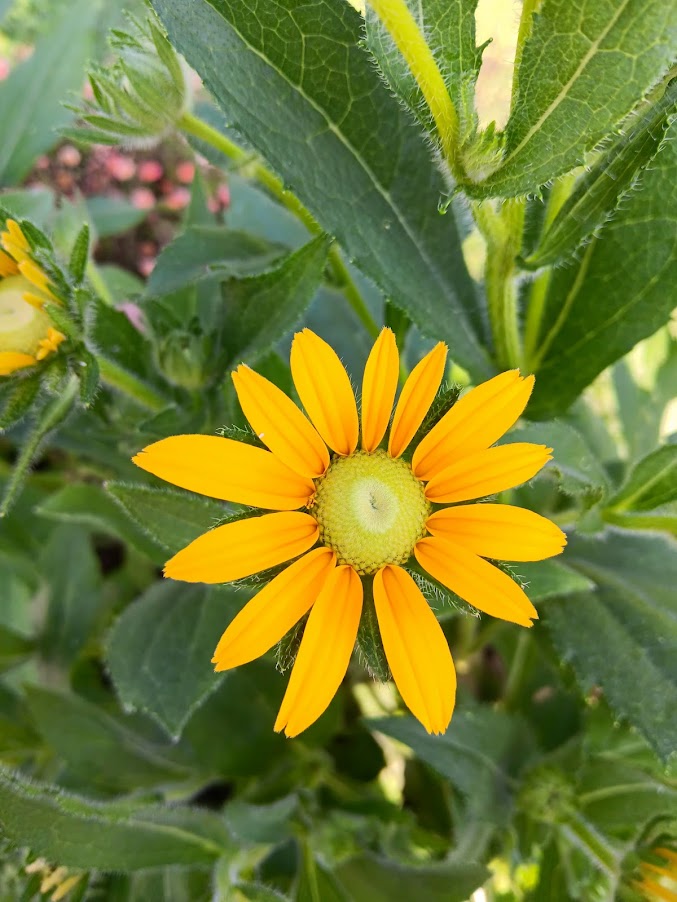 RUDBECKIA HIRTA -VAR. PRAIRIE SUN-