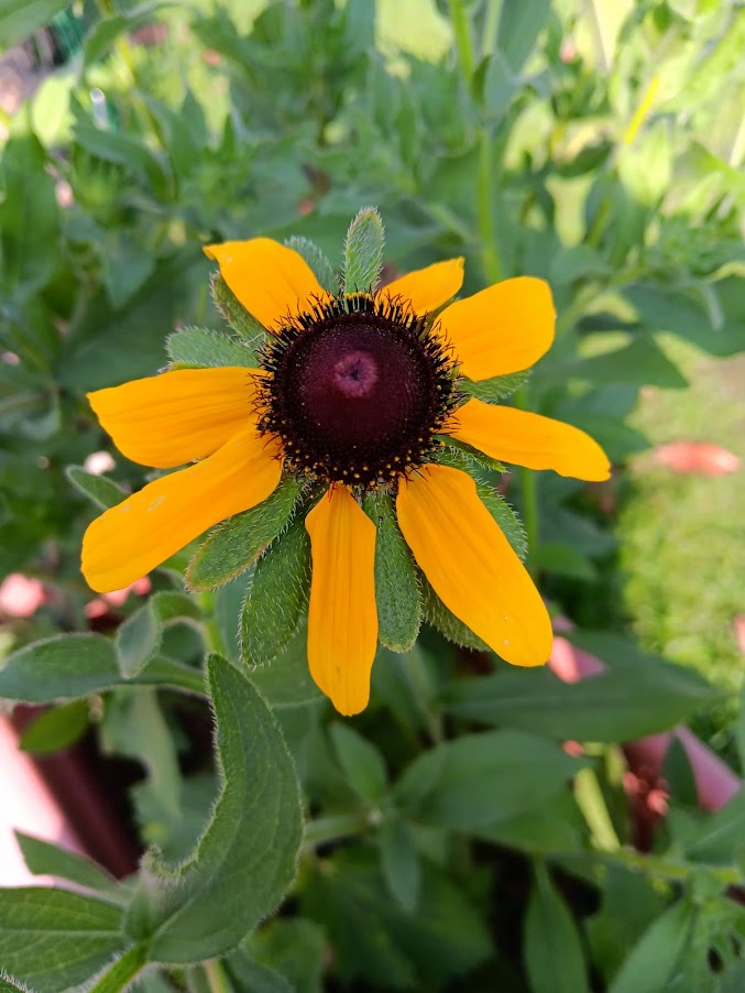 RUDBECKIA HIRTA -VAR. BLACK EYED SUSAN-