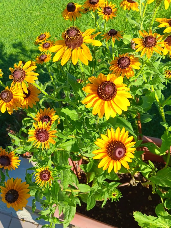 RUDBECKIA HIRTA -VAR. BLACK EYED SUSAN-