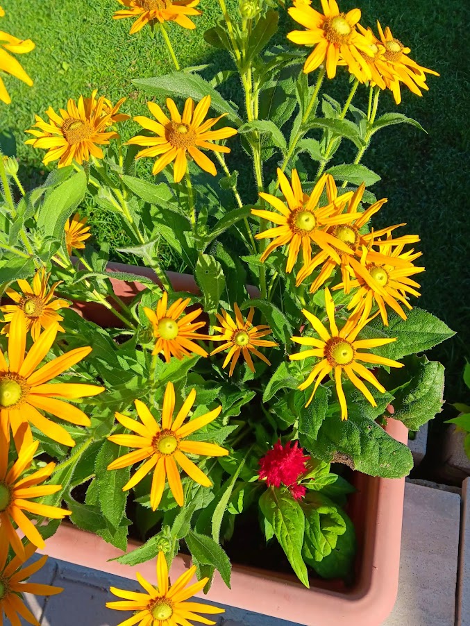 RUDBECKIA HIRTA -VAR. PRAIRIE SUN-