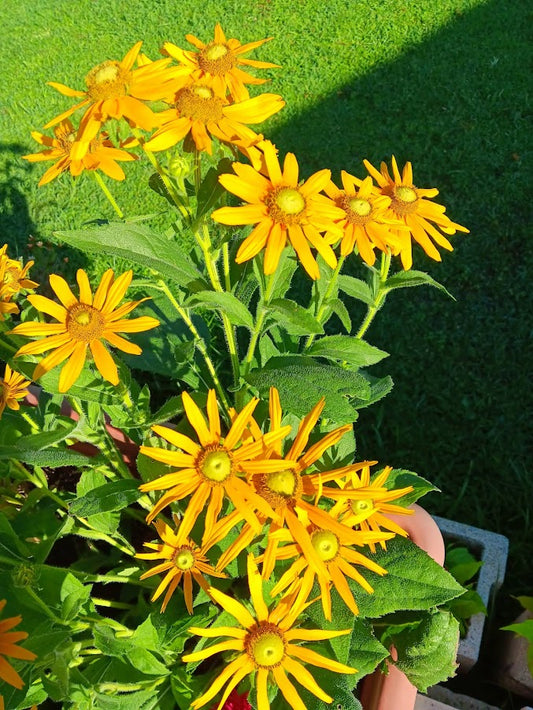 RUDBECKIA HIRTA -VAR. PRAIRIE SUN-