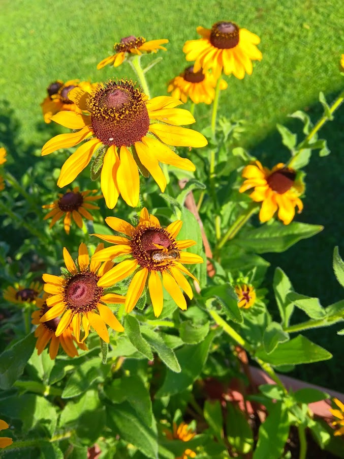 RUDBECKIA HIRTA -VAR. BLACK EYED SUSAN-