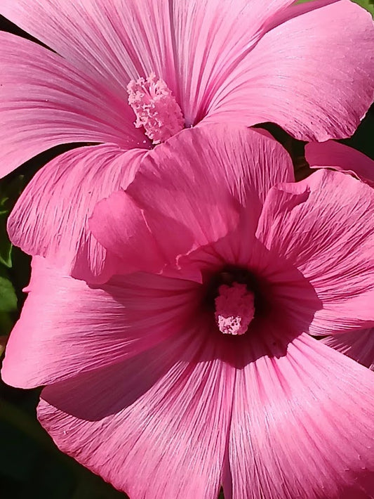 ALCEA ROSA-MALVAROSA-SEMI