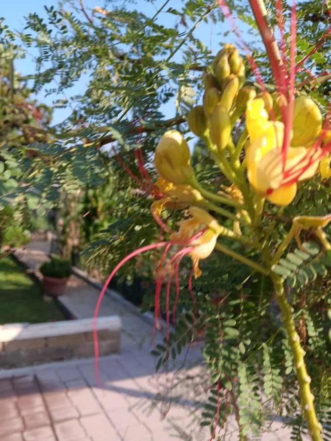 Caesalpinia gilliesii--semi--