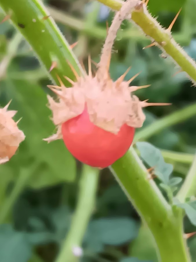 POMODORO LITCHI--POMODORO SPINOSO