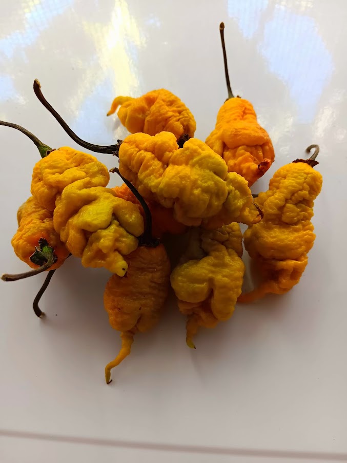 PEPPER T  REX MUSTARD