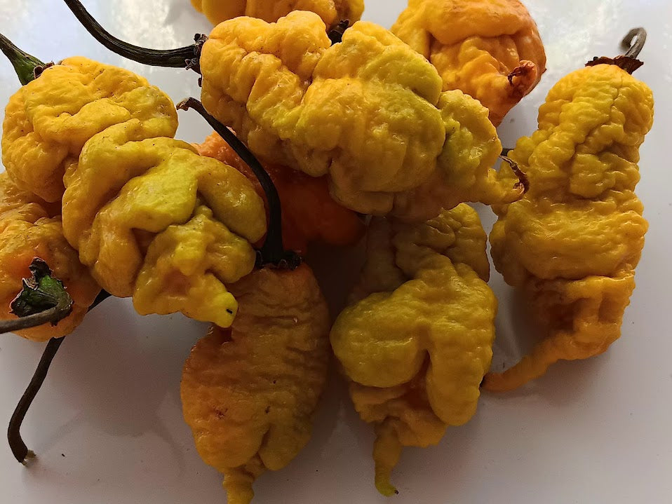 PEPPER T  REX MUSTARD