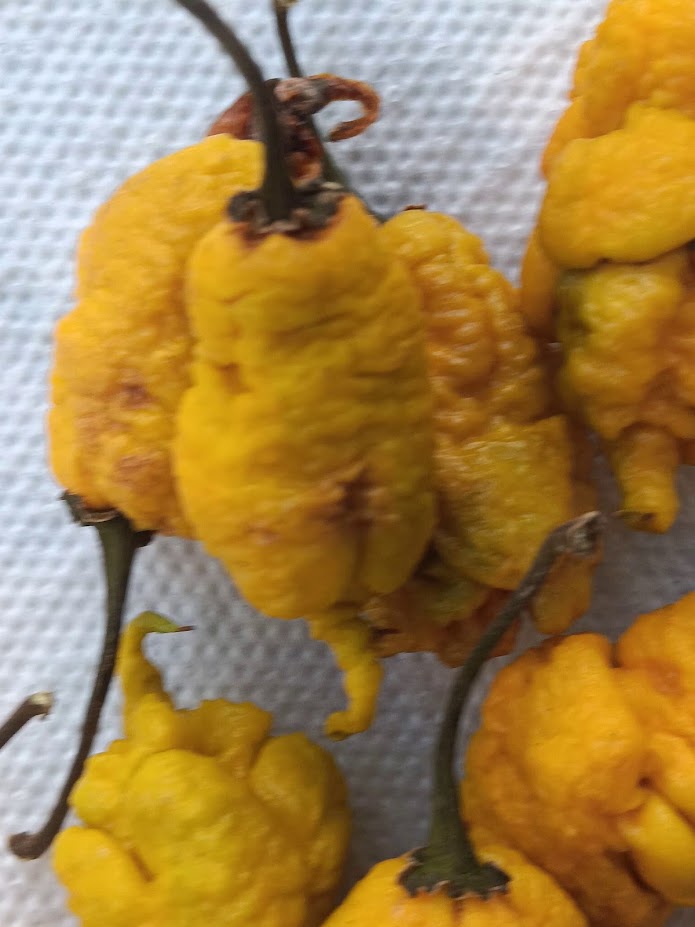 PEPPER T  REX MUSTARD