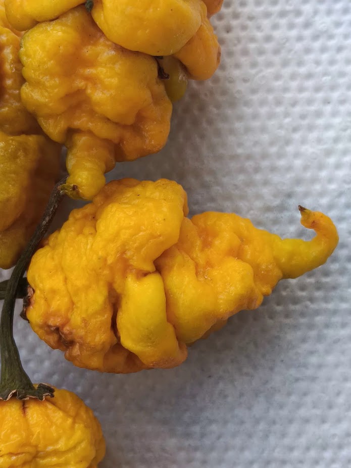 PEPPER T  REX MUSTARD