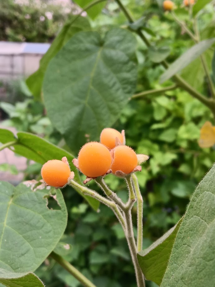 TAMARILLO NANO--