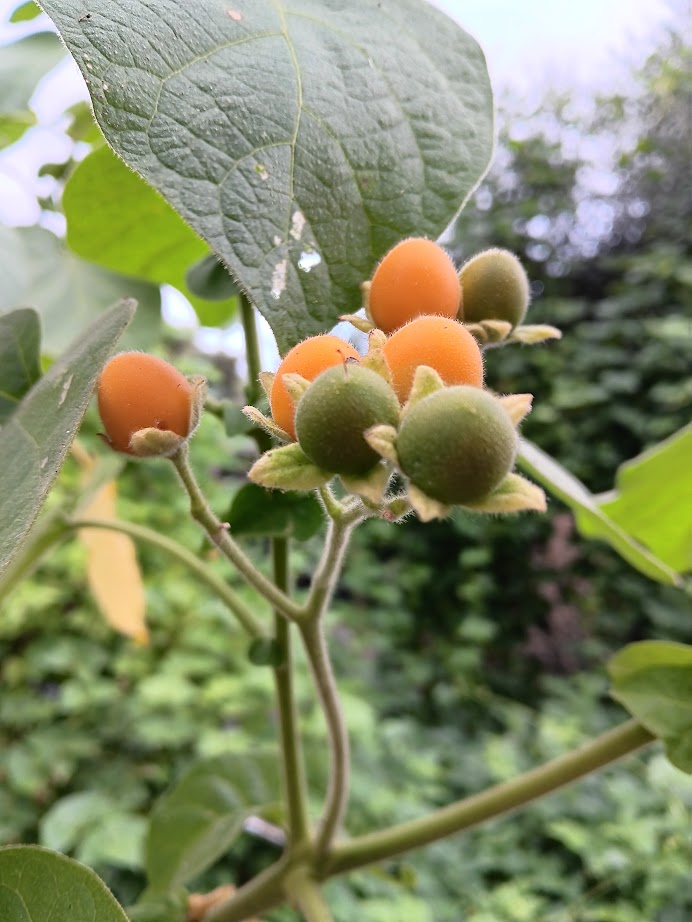 TAMARILLO NANO--