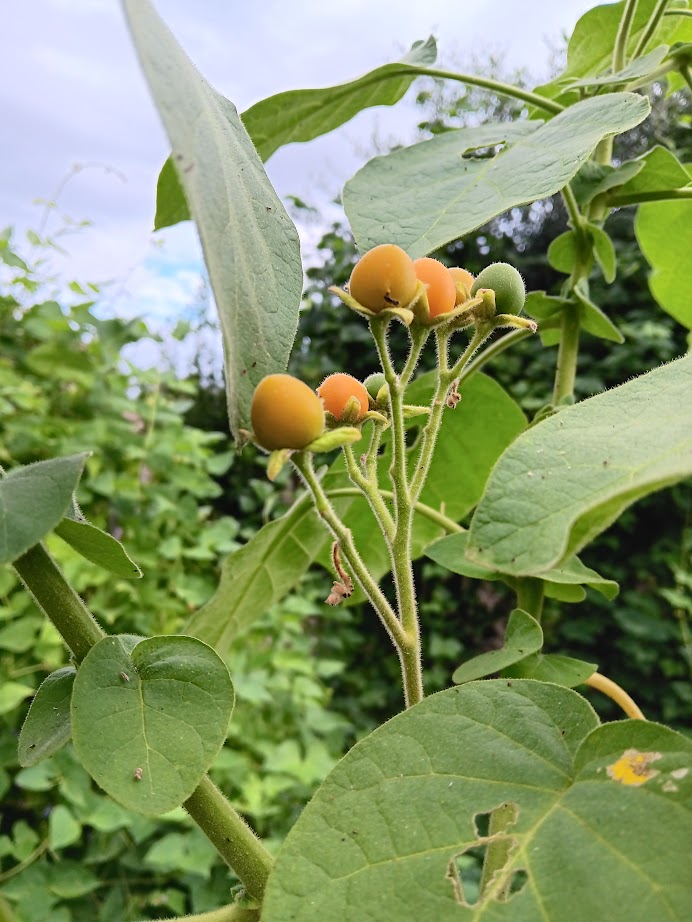 TAMARILLO NANO--