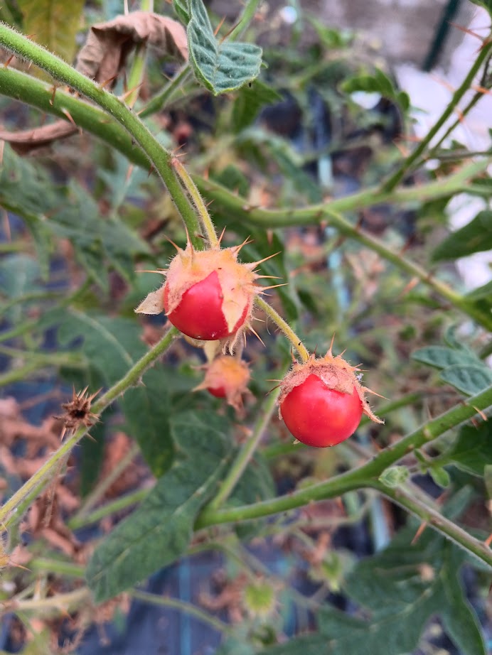 POMODORO LITCHI--POMODORO SPINOSO