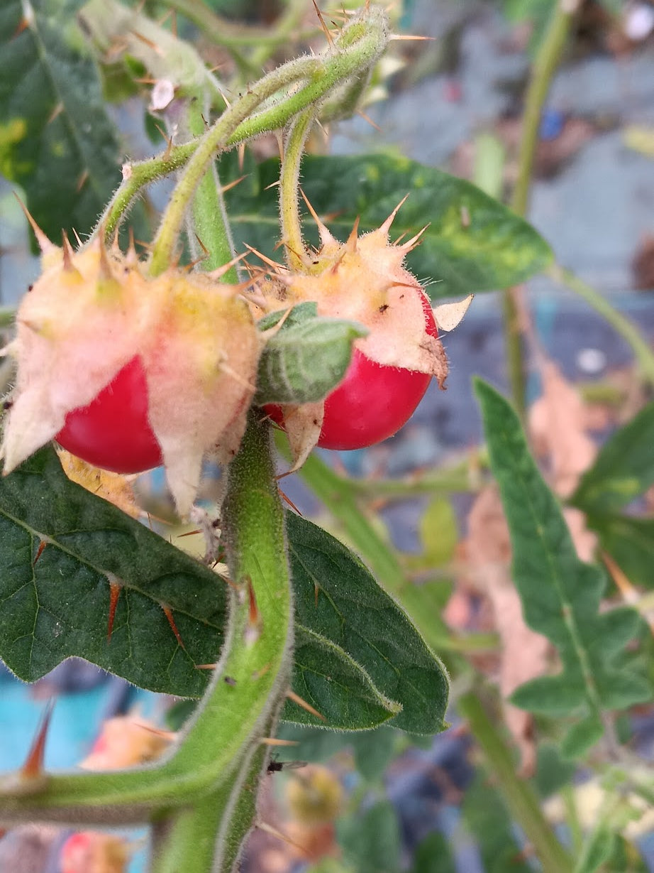 POMODORO LITCHI--POMODORO SPINOSO