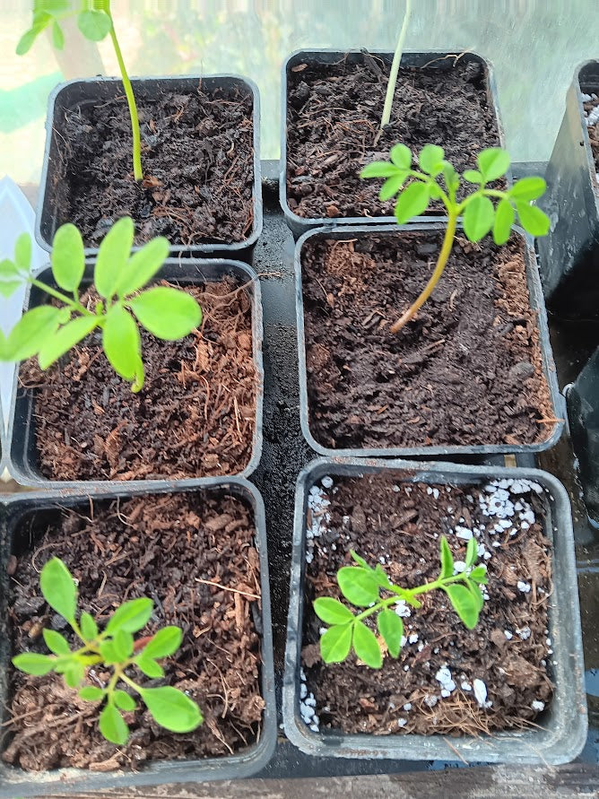 MORINGA OLEIFERA--PIANTA--
